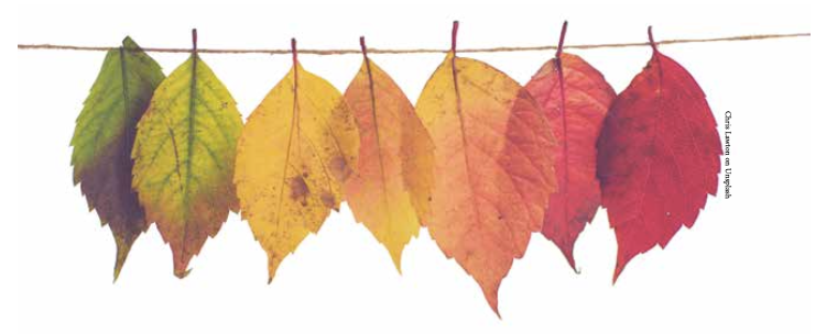 Hojas de otoño