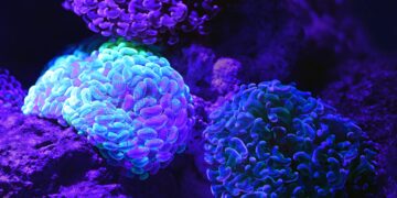 Pensamiento cerebral