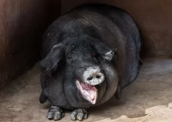 What is a Fat Government? | Jez Timms | Revista Fizuras