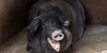 What is a Fat Government? | Jez Timms | Revista Fizuras