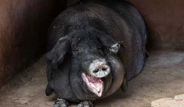 What is a Fat Government? | Jez Timms | Revista Fizuras